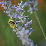 male California bumble bee on lavender flower.